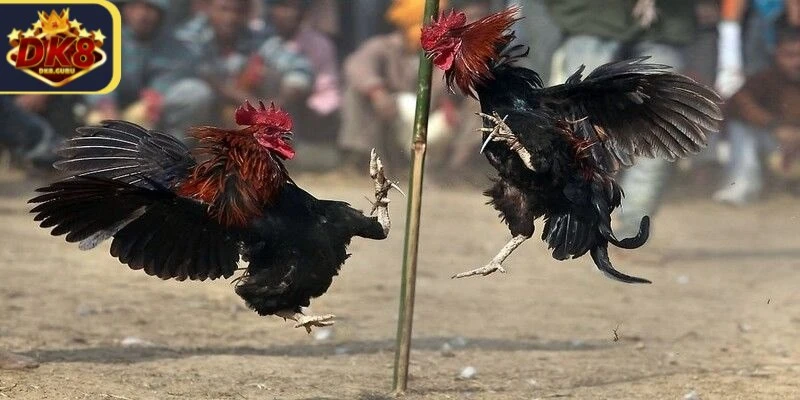 Đá Gà Mạng Thomo - Thế Giới Của Trò Chơi Kịch Tính 2 Đá gà mạng Thomo là một loại hình chọi gà đặc biệt