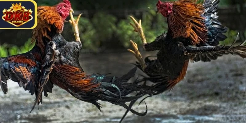 Đá Gà Mạng Thomo - Thế Giới Của Trò Chơi Kịch Tính 4 Đá gà Thomo là cơ hội để người chơi thử sức và kiếm tiền