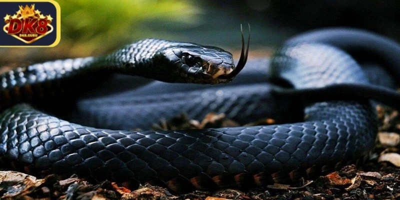 Nằm mơ thấy rắn thường đại diện cho sự sợ hãi và lo lắng trong cuộc sống