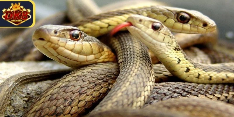 Chiêm bao thấy rất nhiều rắn là điềm báo cho thấy nhiều sự khó khăn sắp đến