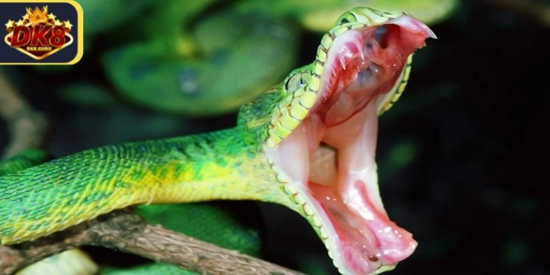 Mơ thấy rắn cắn nhưng không chảy máu báo hiệu nhiều khó khăn trong công việc