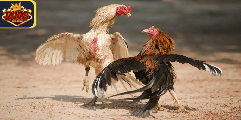 Trận đấu đá gà cựa sắt Thomo thường diễn ra trong một đấu trường an toàn