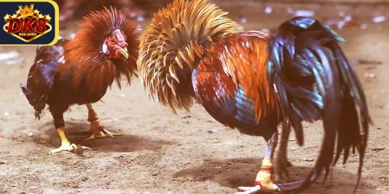 Các trận đấu đá gà cựa sắt Thomo thường diễn ra trong một không gian kín